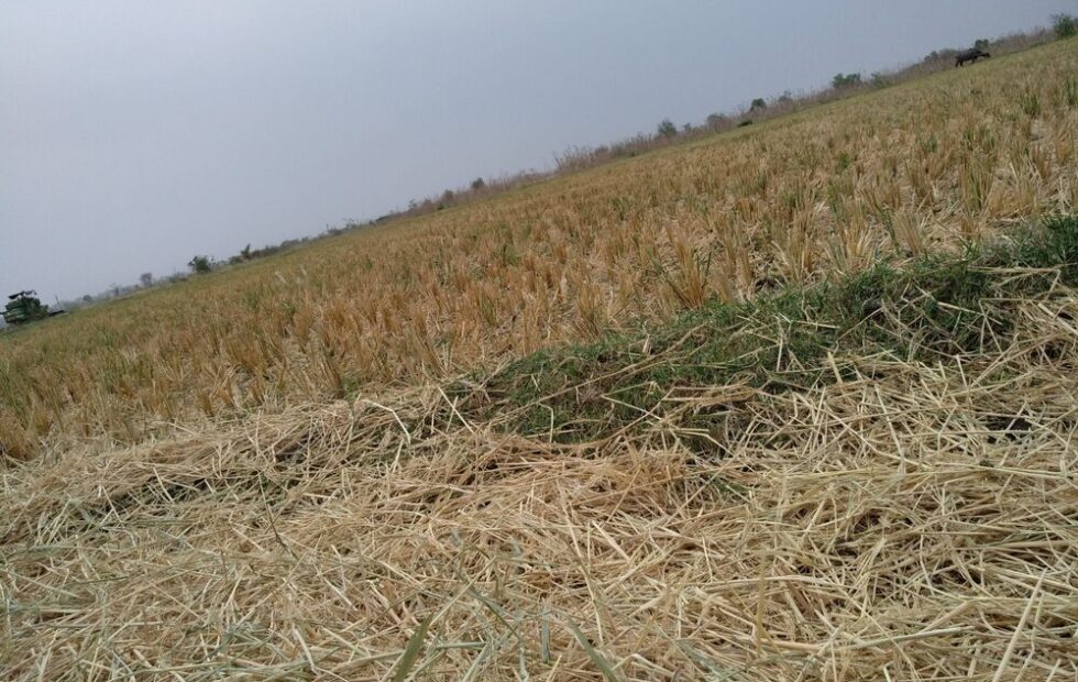 Immagine di agricoltura colpita da eventi climatici
