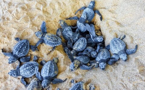 Nidi di Caretta caretta lungo la costa italiana