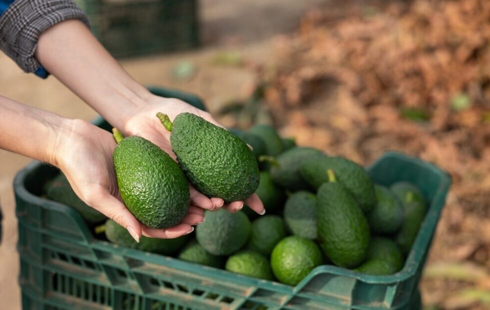 Impianto di avocado di Halaesa in Sicilia