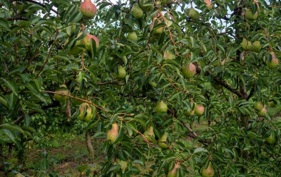 Pere italiane pronte per l'export