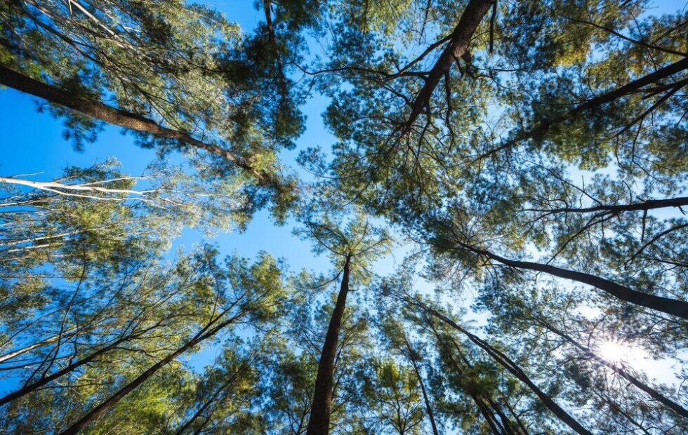 Piantumazione di alberi in Italia